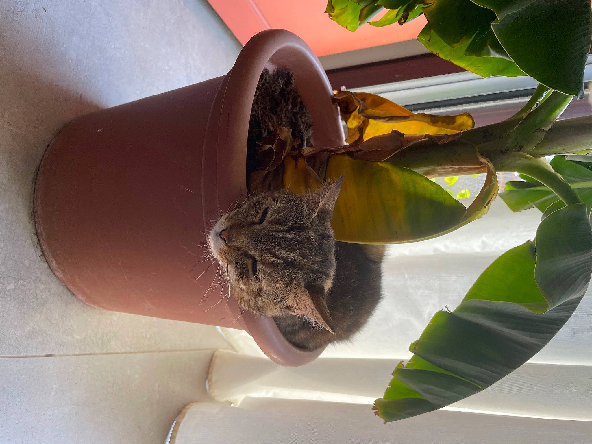Janis a rejoint le concours — aidez-le/la à gagner de superbes lots ! felidae, flower, flowering_plant, herb, houseplant, plant, plant_stem, terrestrial_plant, wood