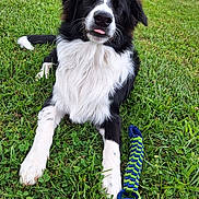 Willy participe au concours pour gagner de l'argent avec cette photo : accessories, animal, canine, clothing, collie, dog, field, footwear, grass, grassland, lawn, leash, nature, outdoors, pet, plant, puppy, runningshoe, shoe, strap