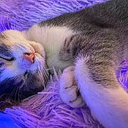 Chibi joined the competition — help win amazing prizes! cat, sleeping, close_up, fluffy, purple, blanket, whiskers, paw, relaxed, fur, cozy, indoor, pet, animal, cute, soft, resting, mammal, domestic, nap