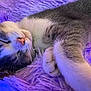 cat, sleeping, close_up, fluffy, purple, blanket, whiskers, paw, relaxed, fur, cozy, indoor, pet, animal, cute, soft, resting, mammal, domestic, nap