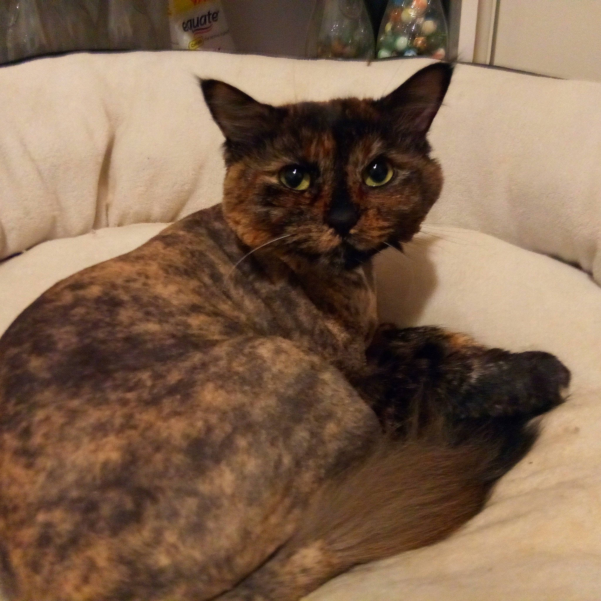 Maji joined the competition — help win amazing prizes! bed, carnivore, cat, cat_bed, cat_supply, claw, comfort, couch, domestic_short_haired_cat, fawn, felidae, fur, grey, pet_supply, small_to_medium_sized_cats, snout, tail, terrestrial_animal, whiskers