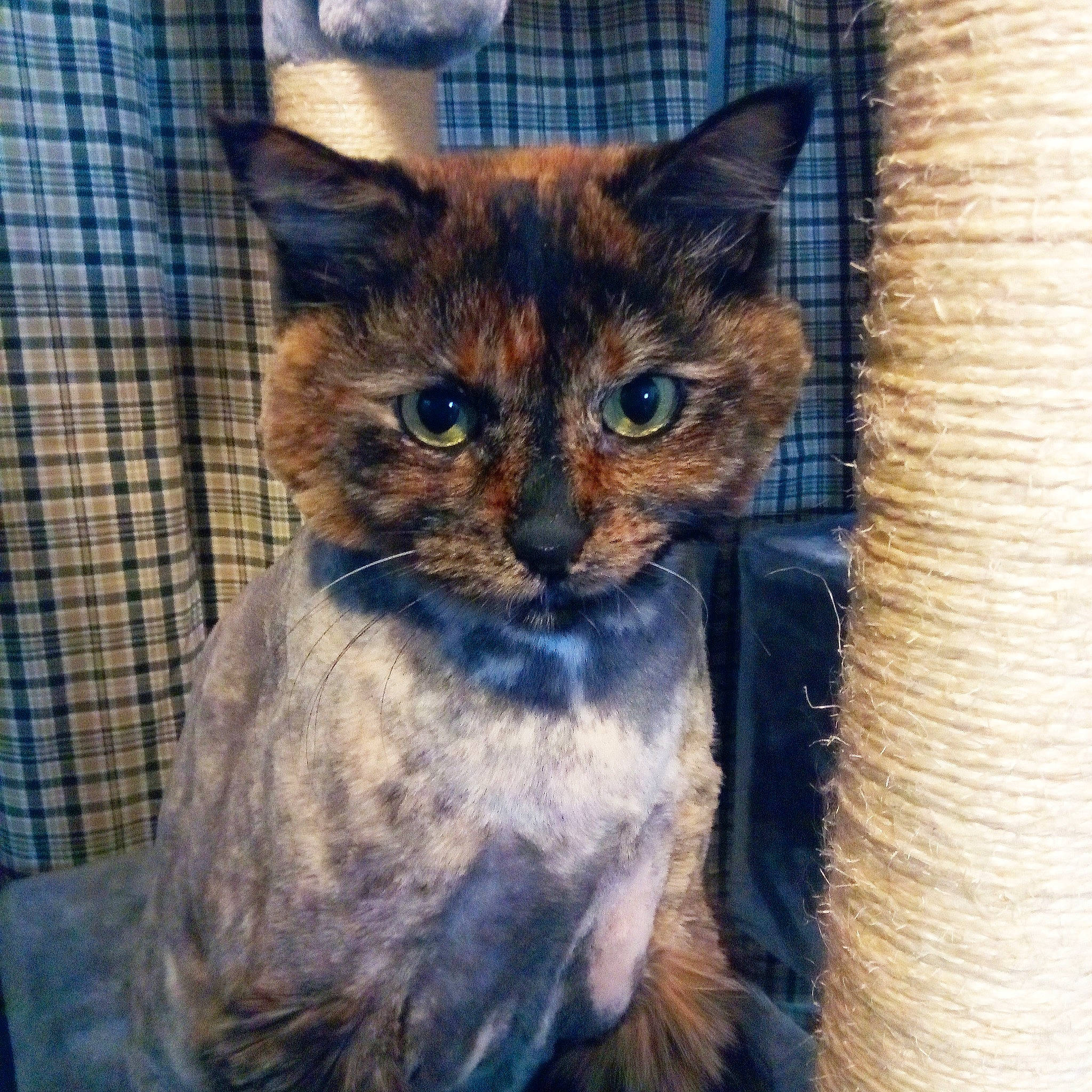 Maji joined the competition — help win amazing prizes! animal_shelter, art, carnivore, cat, domestic_short_haired_cat, electric_blue, fawn, felidae, fur, illustration, paint, painting, pet_supply, small_to_medium_sized_cats, snout, tail, terrestrial_animal, visual_arts, whiskers, window