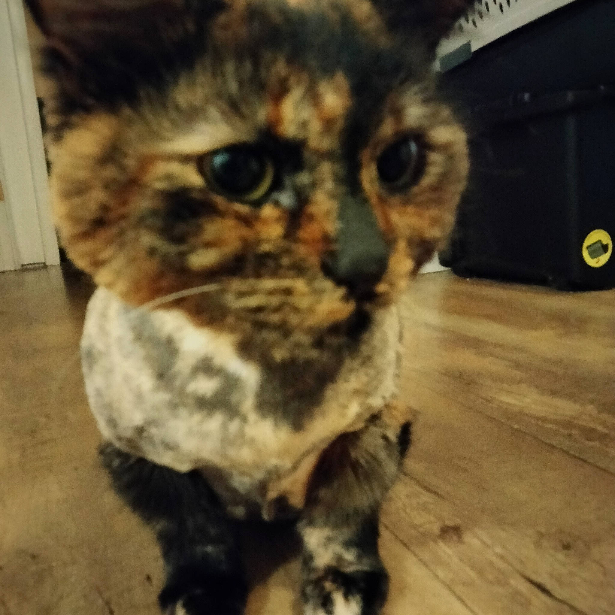 Maji joined the competition — help win amazing prizes! carnivore, cat, domestic_short_haired_cat, felidae, flooring, fur, hardwood, metal, paw, plank, small_to_medium_sized_cats, snout, square, tail, whiskers, wildlife, wood, wood_flooring