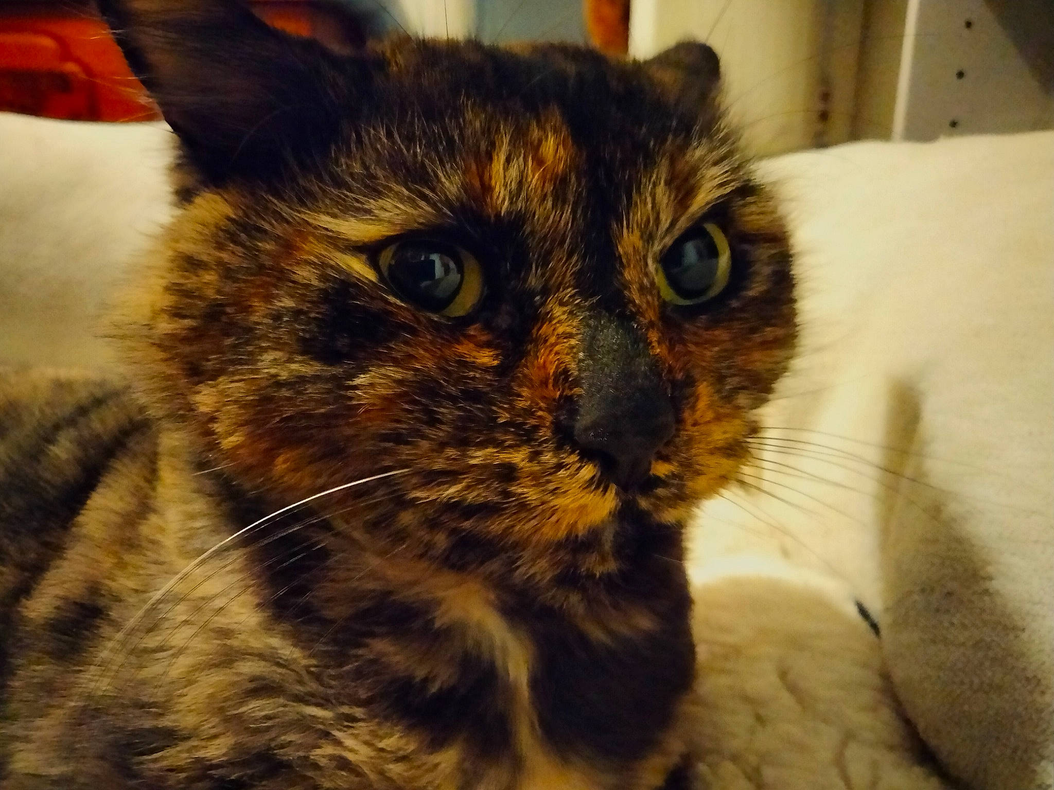 Maji joined the competition — help win amazing prizes! carnivore, cat, close_up, comfort, domestic_short_haired_cat, ear, eye, felidae, fur, iris, small_to_medium_sized_cats, snout, whiskers, wildlife