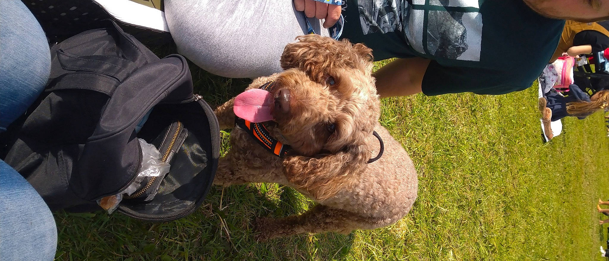 Cadbury joined the competition — help win amazing prizes! airedale_terrier, canidae, carnivore, cockapoo, dog, dog_breed, goldendoodle, labradoodle, lagotto_romagnolo, pumi, spanish_water_dog, sporting_group