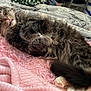 Boo is registered to the contest to win money with this photo: cat, tabby, sleeping, tongue_out, fluffy, pet, indoor, blanket, pink, cozy, fur, paw, relaxed, bed, resting, cute, animal, domestic_cat, soft, napping