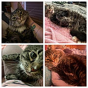 Boo is registered to the contest to win money with this photo: cat, tabby, close_up, sleeping, resting, pet, feline, fur, whiskers, indoor, blanket, pink, bed, cozy, relaxed, animal, cute, domestic, portrait, soft