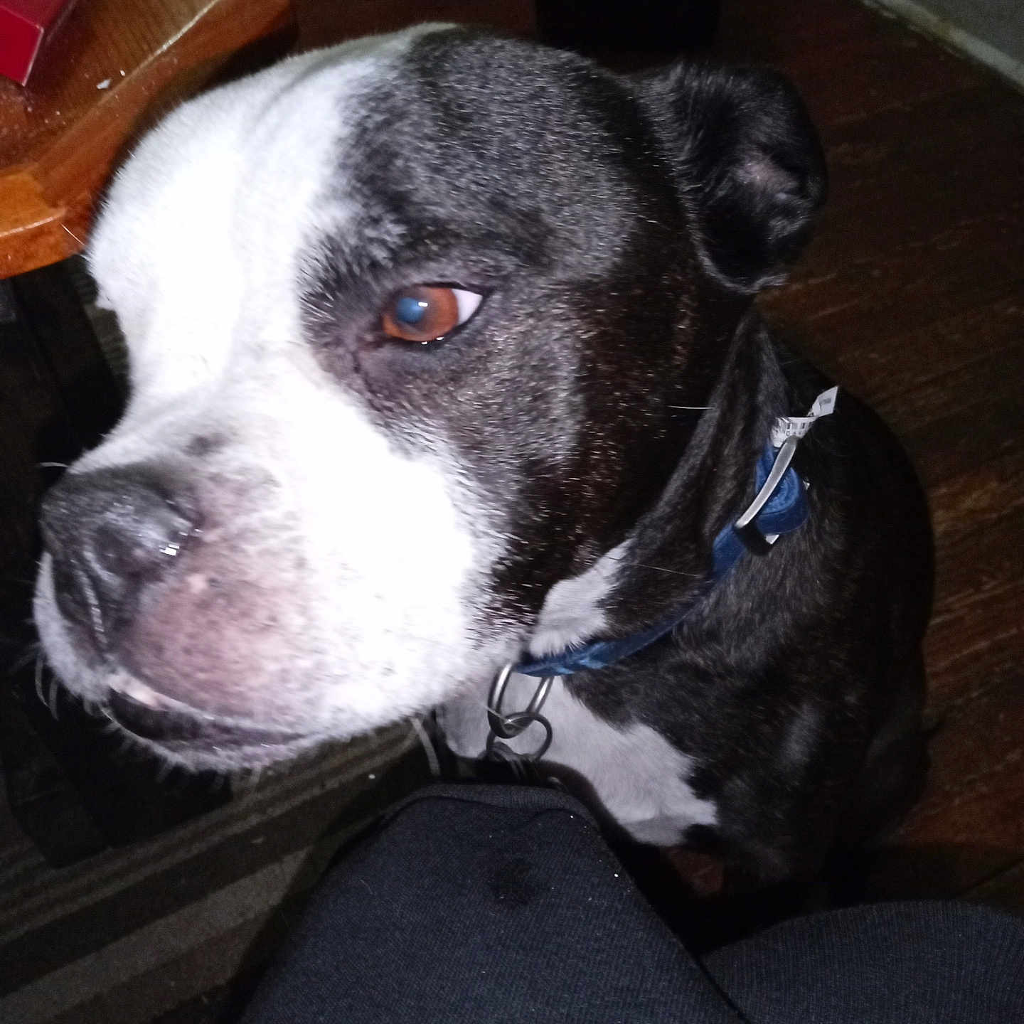 Stu Or Stuart Little