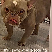 Sasquatch is registered to the contest to win money with this photo: dog, bulldog, pet, indoor, wooden_floor, radiator, tongue_out, cute, small_dog, brown_coat, wrinkled_face, floor, standing, animal, domestic_animal, companion, house, expression, looking, portrait