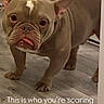 dog, bulldog, pet, indoor, wooden_floor, radiator, tongue_out, cute, small_dog, brown_coat, wrinkled_face, floor, standing, animal, domestic_animal, companion, house, expression, looking, portrait
