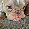 Sasquatch is registered to the contest to win money with this photo: dog, french_bulldog, close_up, resting, face, snout, wrinkles, brown_eyes, pet, animal, fur, texture, indoor, couch, relaxed, portrait, canine, napping, cute, companion