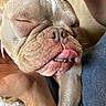 Sasquatch joined the competition — help win amazing prizes! dog, pet, sleeping, tongue_out, hand, close_up, wrinkles, cute, relaxed, skin, fur, nose, mouth, teeth, fingers, comfort, indoor, resting, cozy, human