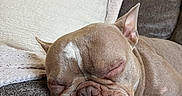 Sasquatch is registered to the contest to win money with this photo: dog, french_bulldog, sleeping, tongue_out, couch, blanket, cozy, indoor, pet, resting, brown, close_up, wrinkled_face, ears, snout, relaxed, cute, fur, home, animal