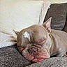 dog, french_bulldog, sleeping, tongue_out, couch, blanket, cozy, indoor, pet, resting, brown, close_up, wrinkled_face, ears, snout, relaxed, cute, fur, home, animal