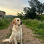 animal, canine, dirt_path, dog, fur, golden_retriever, grass, landscape, mammal, nature, outdoor, peaceful, pet, quiet, rural, scenery, sitting, sky, sunset, tree