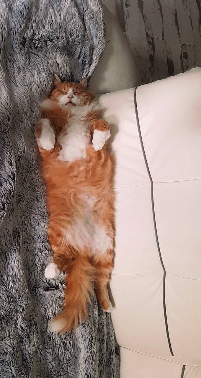 Garfield participe au concours pour gagner de l'argent avec cette photo : carnivore, cat, claw, comfort, domestic_short_haired_cat, felidae, flooring, fur, hardwood, liver, paw, small_to_medium_sized_cats, tail, terrestrial_animal, trunk, whiskers, wood