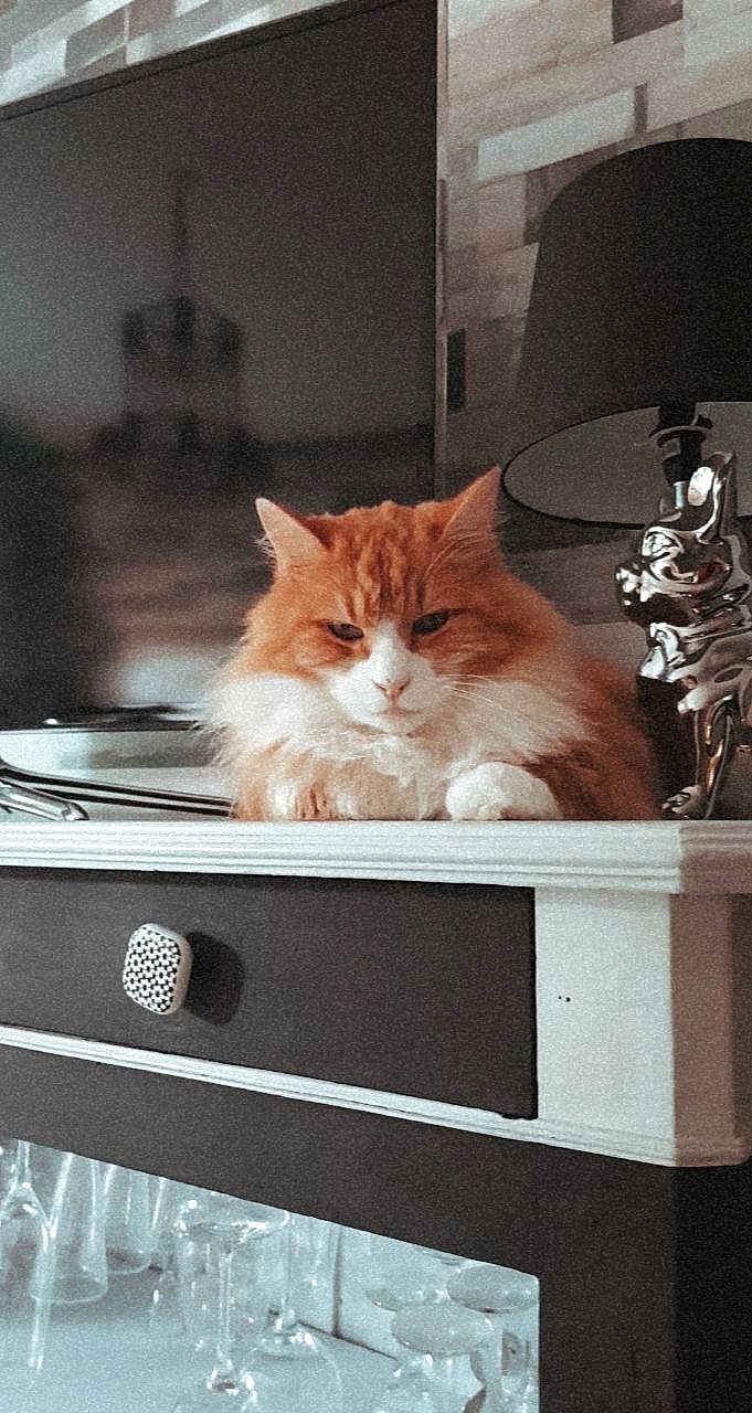 Garfield a rejoint le concours — aidez-le/la à gagner de superbes lots ! automotive_exterior, box, carnivore, cat, chair, comfort, domestic_short_haired_cat, drawer, felidae, fur, paw, plant, room, sitting, small_to_medium_sized_cats, snout, tail, whiskers, window, wood