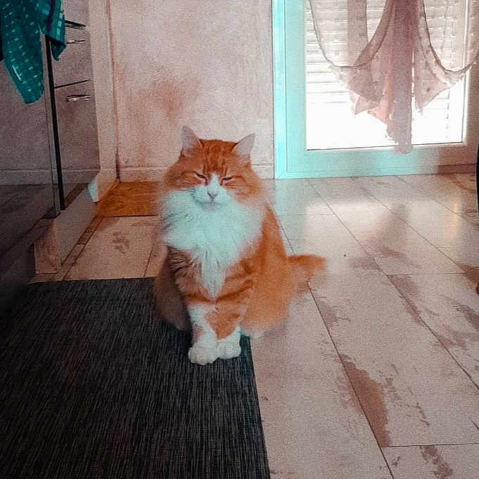 Garfield