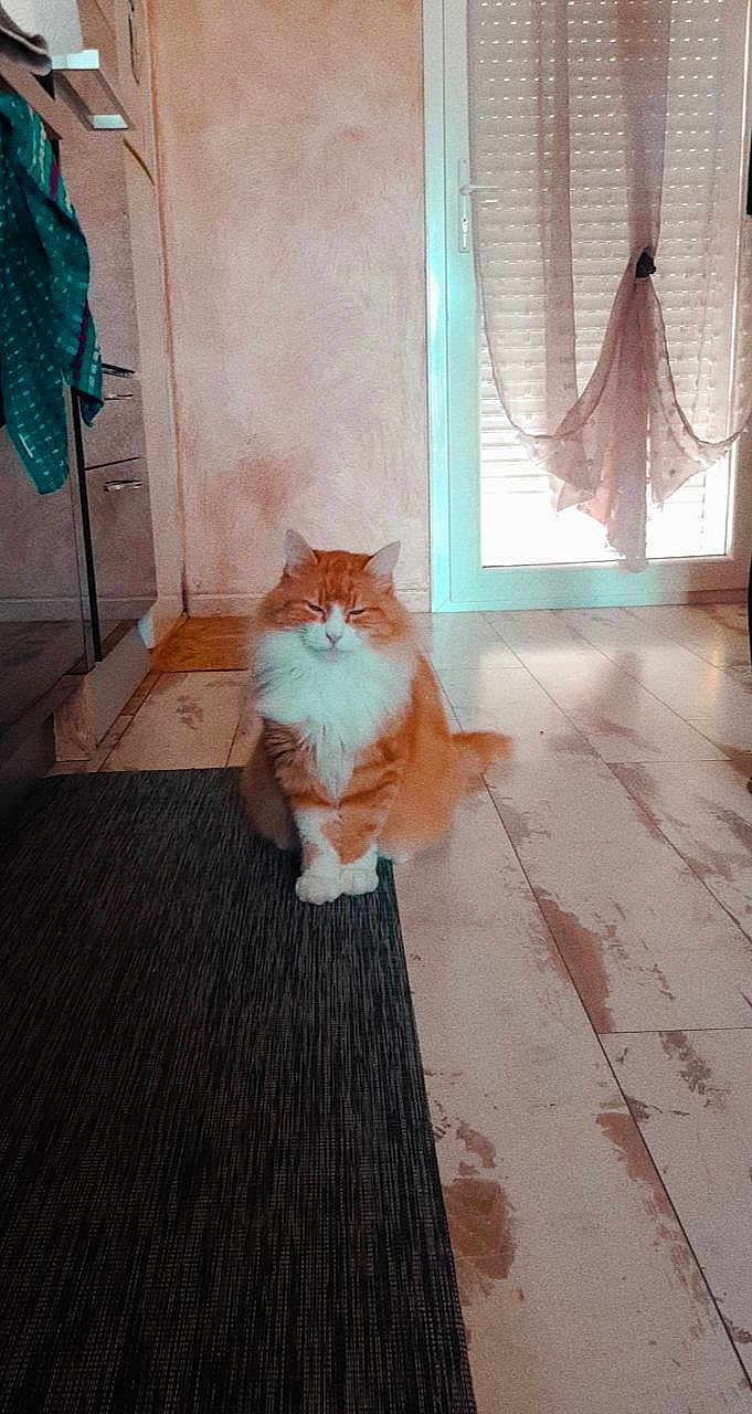 Garfield