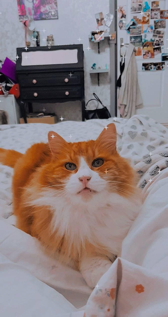 Garfield participe au concours pour gagner de l'argent avec cette photo : box, british_longhair, cabinetry, carnivore, cat, chest, chest_of_drawers, cupboard, drawer, dresser, fawn, felidae, hardwood, nightstand, small_to_medium_sized_cats, snout, textile, whiskers, window, wood