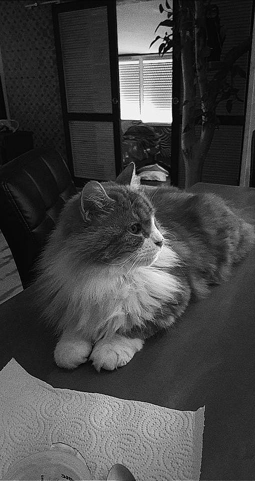 Garfield participe au concours pour gagner de l'argent avec cette photo : black, black_and_white, carnivore, cat, comfort, eye, felidae, floor, flooring, grey, monochrome, monochrome_photography, small_to_medium_sized_cats, snout, style, tail, whiskers, window, window_blind, wood