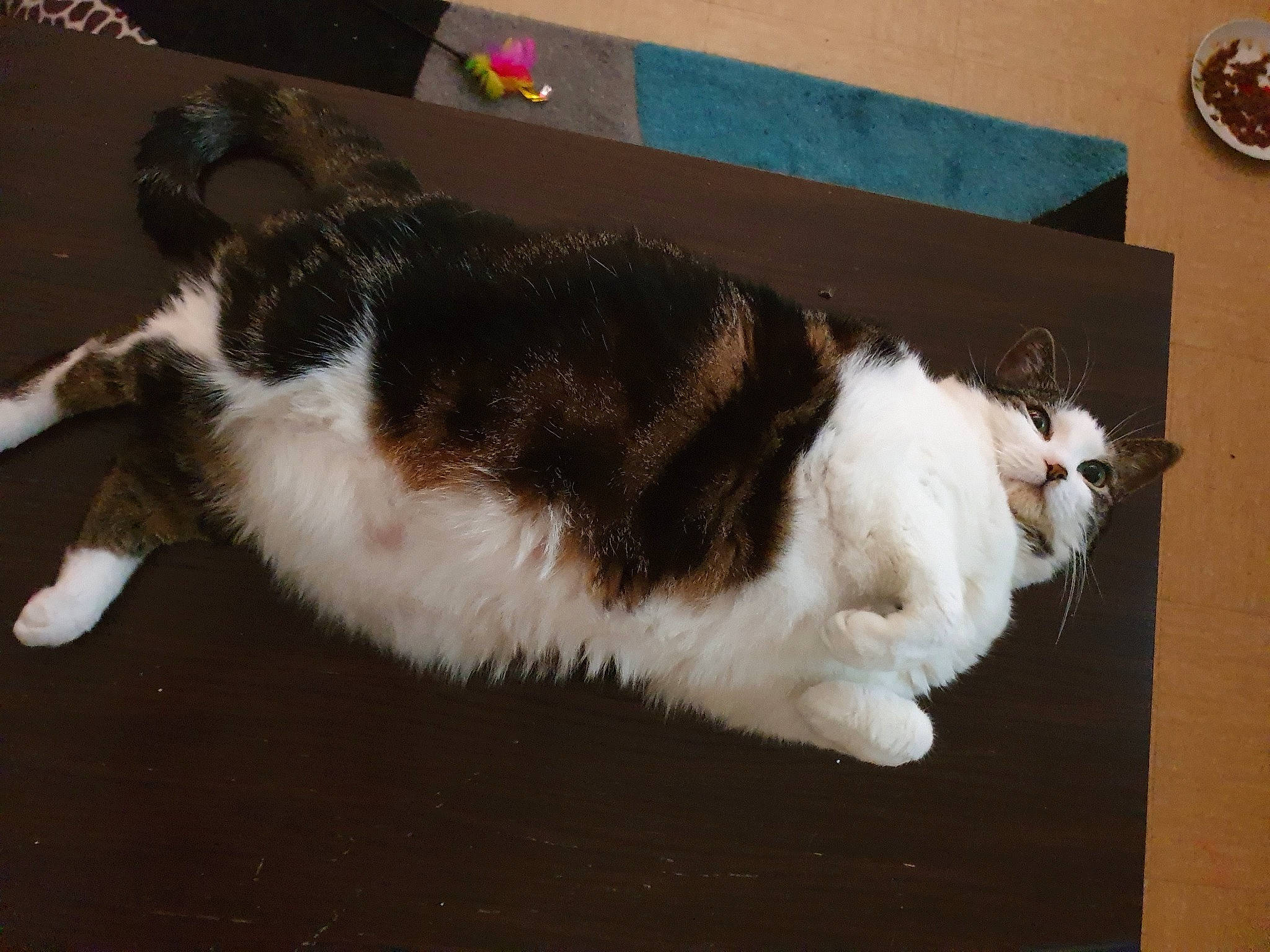 Chipie a rejoint le concours — aidez-le/la à gagner de superbes lots ! carnivore, cat, claw, coin, domestic_short_haired_cat, felidae, flooring, foot, fur, hardwood, lap, paw, small_to_medium_sized_cats, snout, tail, whiskers, wood