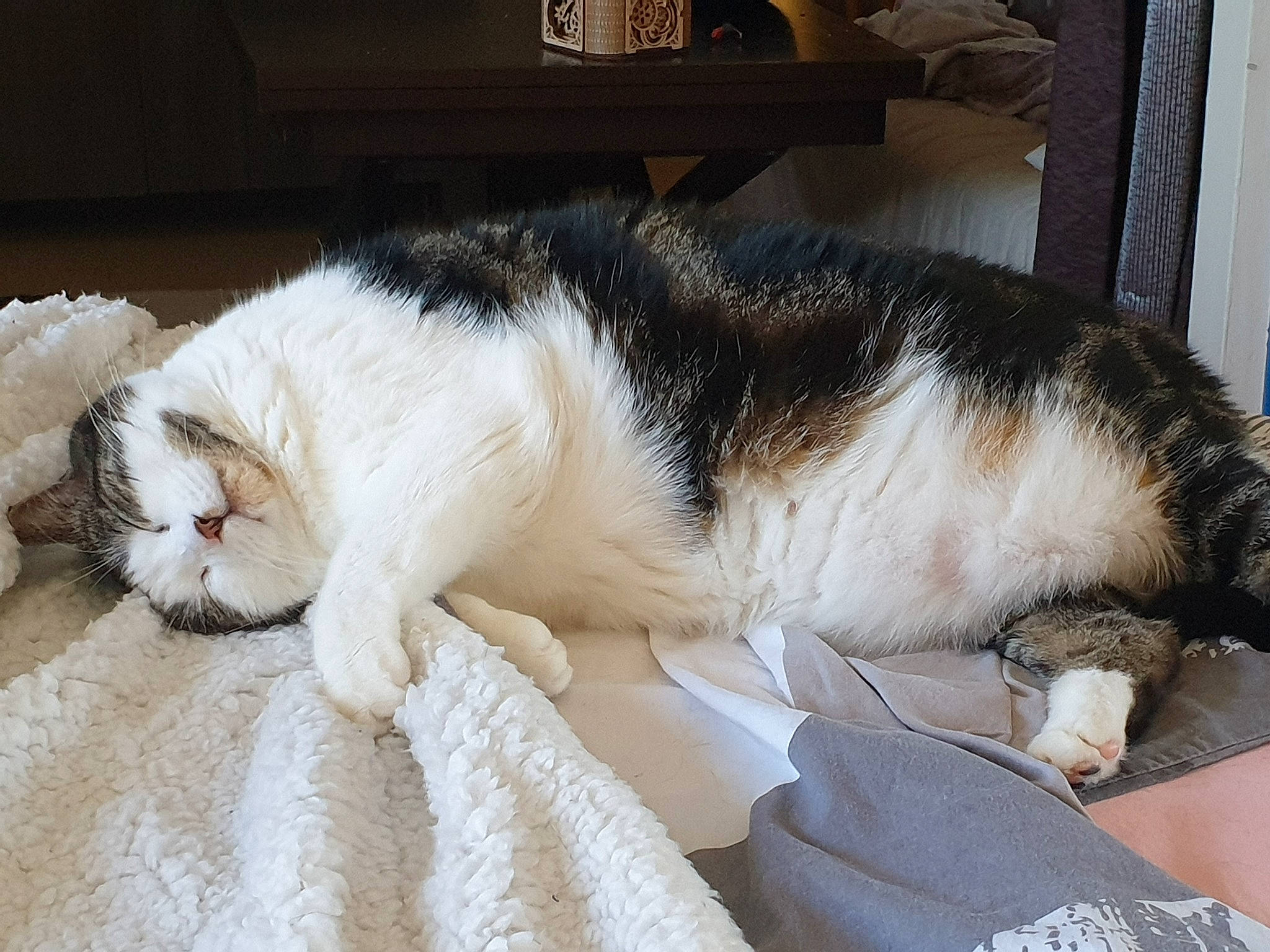 Chipie a rejoint le concours — aidez-le/la à gagner de superbes lots ! bedding, canidae, carnivore, cat, comfort, domestic_short_haired_cat, eye, felidae, fur, human_leg, lap, linens, nap, paw, sleep, small_to_medium_sized_cats, snout, tail, whiskers, wood