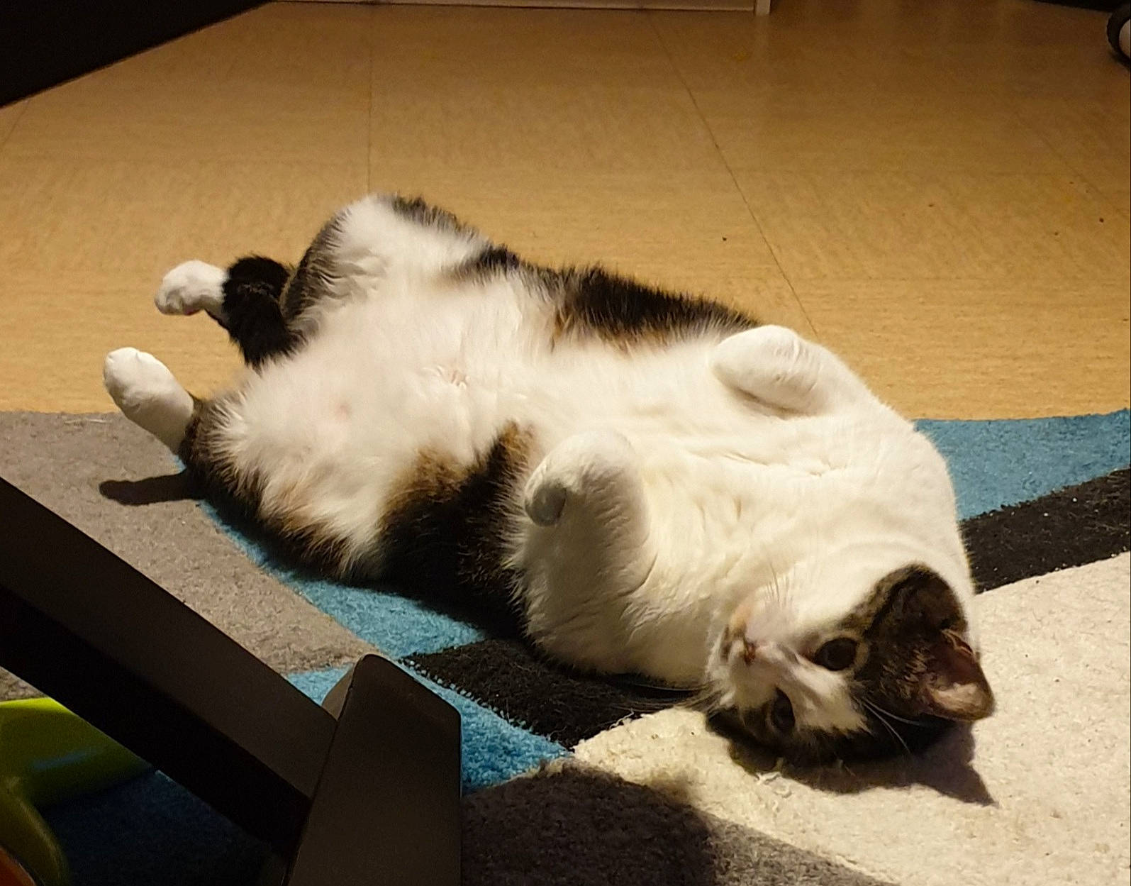 Chipie participe au concours pour gagner de l'argent avec cette photo : canidae, carnivore, cat, claw, comfort, domestic_short_haired_cat, felidae, flooring, fur, hardwood, nap, paw, small_to_medium_sized_cats, snout, tail, whiskers, wood