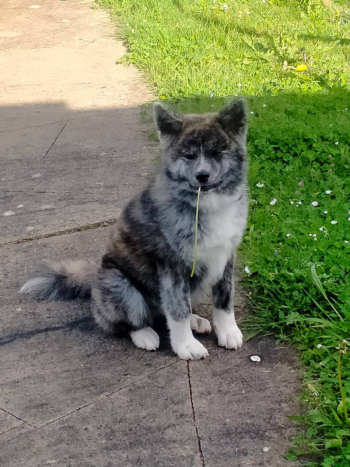 Umeko participe au concours pour gagner de l'argent avec cette photo : asphalt, canidae, carnivore, cat, companion_dog, dog_breed, domestic_short_haired_cat, felidae, fur, grass, groundcover, plant, small_to_medium_sized_cats, snout, sporting_group, tail, terrestrial_animal, whiskers, wolf, working_animal