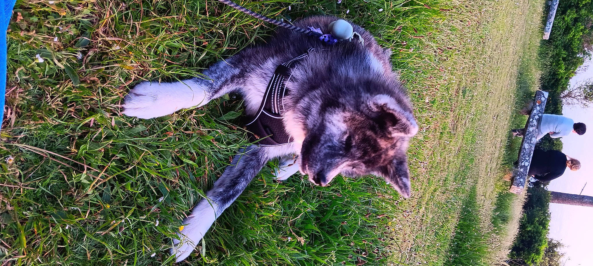 Umeko a rejoint le concours — aidez-le/la à gagner de superbes lots ! canidae, carnivore, dog_breed, electric_blue, fur, grass, groundcover, plant, sporting_group, tail, terrestrial_animal