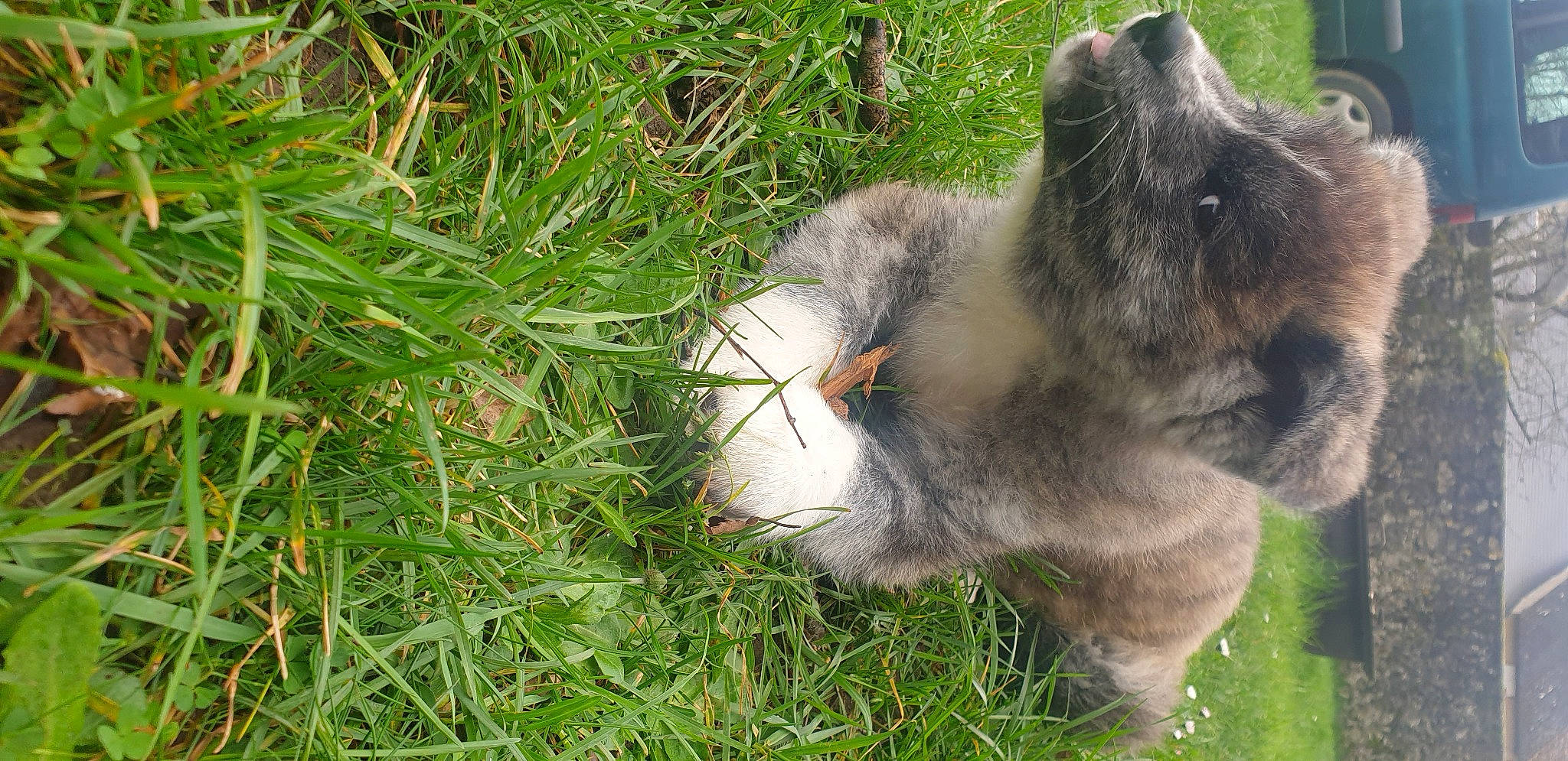 Umeko a rejoint le concours — aidez-le/la à gagner de superbes lots ! canidae, dog_breed, domestic_rabbit, domestic_short_haired_cat, fawn, felidae, fur, grass, grassland, groundcover, hare, plant, rabbit, rabbits_and_hares, small_to_medium_sized_cats, snout, sporting_group, tail, terrestrial_animal, whiskers