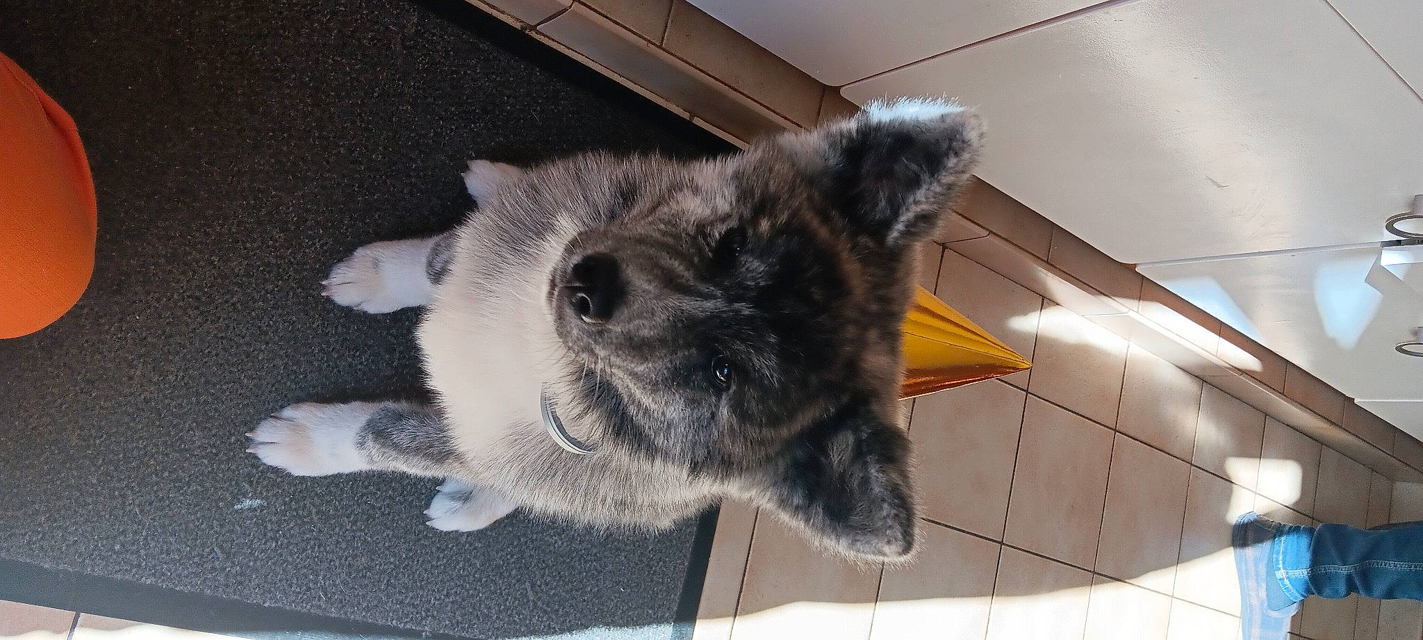 Umeko participe au concours pour gagner de l'argent avec cette photo : canidae, carnivore, companion_dog, dog, dog_breed, felidae, flooring, fur, herding_dog, non_sporting_group, paw, puppy, small_to_medium_sized_cats, snout, sporting_group, tail, terrestrial_animal, whiskers, working_animal, working_dog