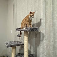 Tangerine is registered to the contest to win money with this photo: cat, cat_tree, orange_cat, indoor, curtains, shadow, pet_bowl, furniture, wall, floor, household_item, playful, pet, animal, domestic, scratching_post, gray, beige, room, curious