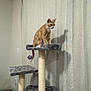 cat, cat_tree, orange_cat, indoor, curtains, shadow, pet_bowl, furniture, wall, floor, household_item, playful, pet, animal, domestic, scratching_post, gray, beige, room, curious
