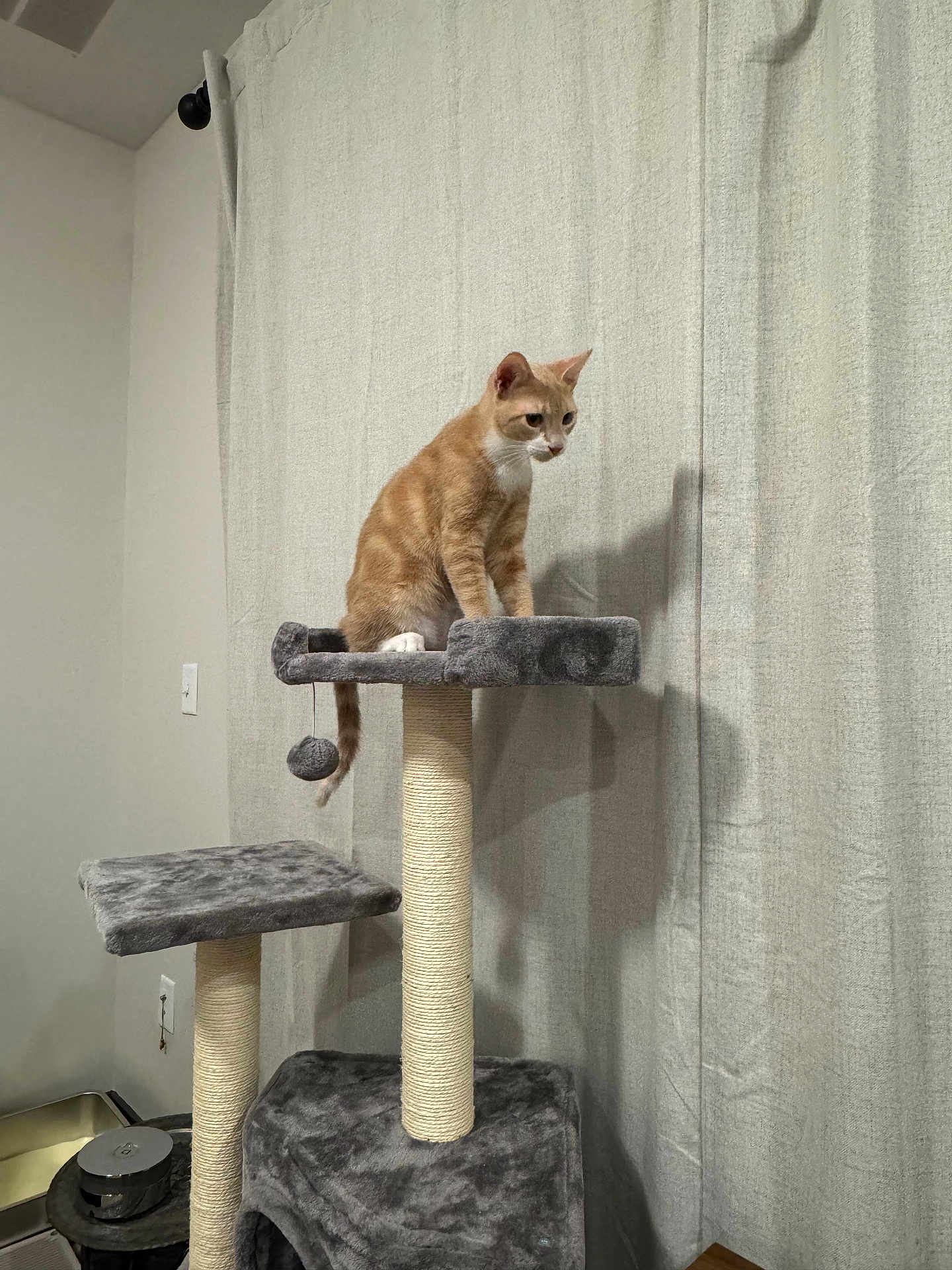 Tangerine