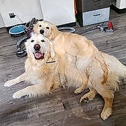 Indy a rejoint le concours — aidez-le/la à gagner de superbes lots ! dog, golden_retriever, playful, indoor, floor, vacuum_cleaner, cabinet, pet, animal, fur, friendly, happy, mammal, domestic_animal, cute, canine, companionship, relaxing, two_dogs, home