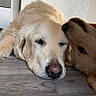 adorable, animal, canine, close_up, companion, cute, dog, floor, friendship, furry, golden_retriever, indoor, lying_down, nuzzle, pet, relaxation, resting, sleepy, sunlight, wooden_floor
