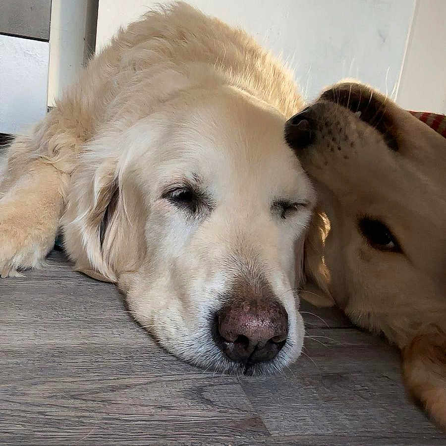 Indy Et Vasco