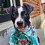 puppy, dog, black_and_white, hawaiian_shirt, cute, outdoor, brick_wall, concrete, pet, animal, young_dog, portrait, sitting, curious, ears, nose, paws, collar, summer, casual