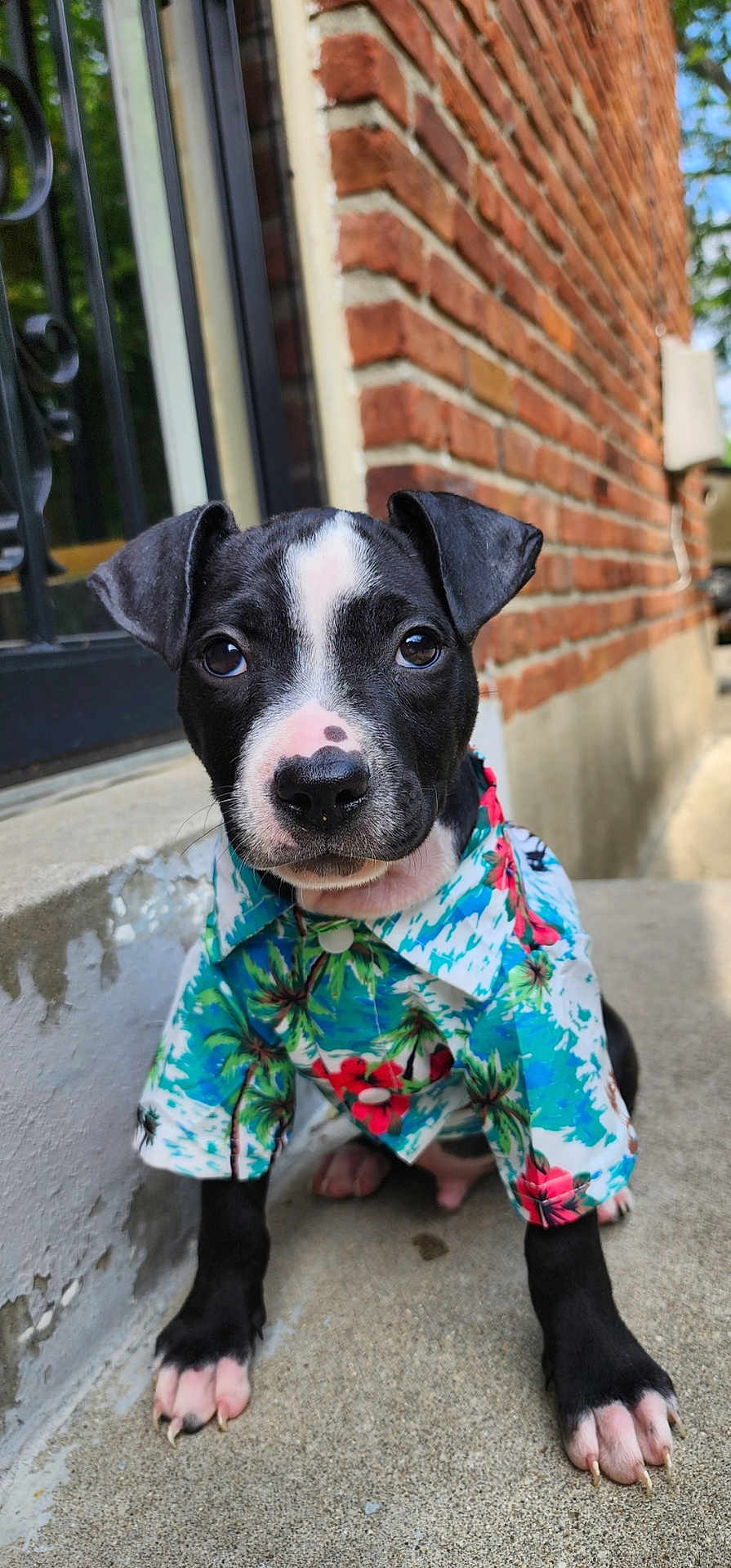 Woodruff Aka Woody joined the competition — help win amazing prizes! puppy, dog, black_and_white, hawaiian_shirt, cute, outdoor, brick_wall, concrete, pet, animal, young_dog, portrait, sitting, curious, ears, nose, paws, collar, summer, casual