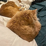 Bella a rejoint le concours — aidez-le/la à gagner de superbes lots ! animal, bed, blanket, brown_dog, cat, comfort, cozy, curled_up, dog, domestic, fur, indoor, orange_cat, pets, pile, relaxed, resting, sleep, sleeping, textile