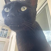 Boubou a rejoint le concours — aidez-le/la à gagner de superbes lots ! black_cat, cat, close_up, indoor, whiskers, fur, eyes, pet, animal, curious, face, portrait, window, balcony, natural_light, feline, looking_up, soft_texture, house, domestic