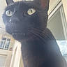 black_cat, cat, close_up, indoor, whiskers, fur, eyes, pet, animal, curious, face, portrait, window, balcony, natural_light, feline, looking_up, soft_texture, house, domestic