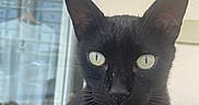 Boubou a rejoint le concours — aidez-le/la à gagner de superbes lots ! black_cat, cat, pet, animal, green_eyes, portrait, close_up, feline, indoor, window_reflection, curious, whiskers, ears, fur, face, looking_at_camera, domestic_cat, serious, alert, house