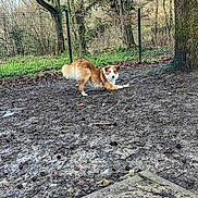 Scott a rejoint le concours — aidez-le/la à gagner de superbes lots ! animal, bare_trees, brown, canine, daytime, dog, fence, grass, ground, leafless, mud, muddy_ground, nature, outdoor, pet, playful, tree, trunk, white, yard