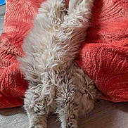 Automne participe au concours pour gagner de l'argent avec cette photo : animal, cat, cozy, cushion, cute, domestic, feline, floor, fluffy, indoor, long_fur, napping, orange, paws, pet, relaxed, resting, sleeping, soft, stretched