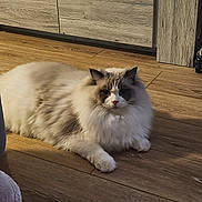 Ullys a rejoint le concours — aidez-le/la à gagner de superbes lots ! animal, brown, calm, cat, cozy, domestic_animal, feline, floor, fluffy, fur, home, indoor, mammal, pet, portrait, quiet, relaxed, resting, white, wooden_floor