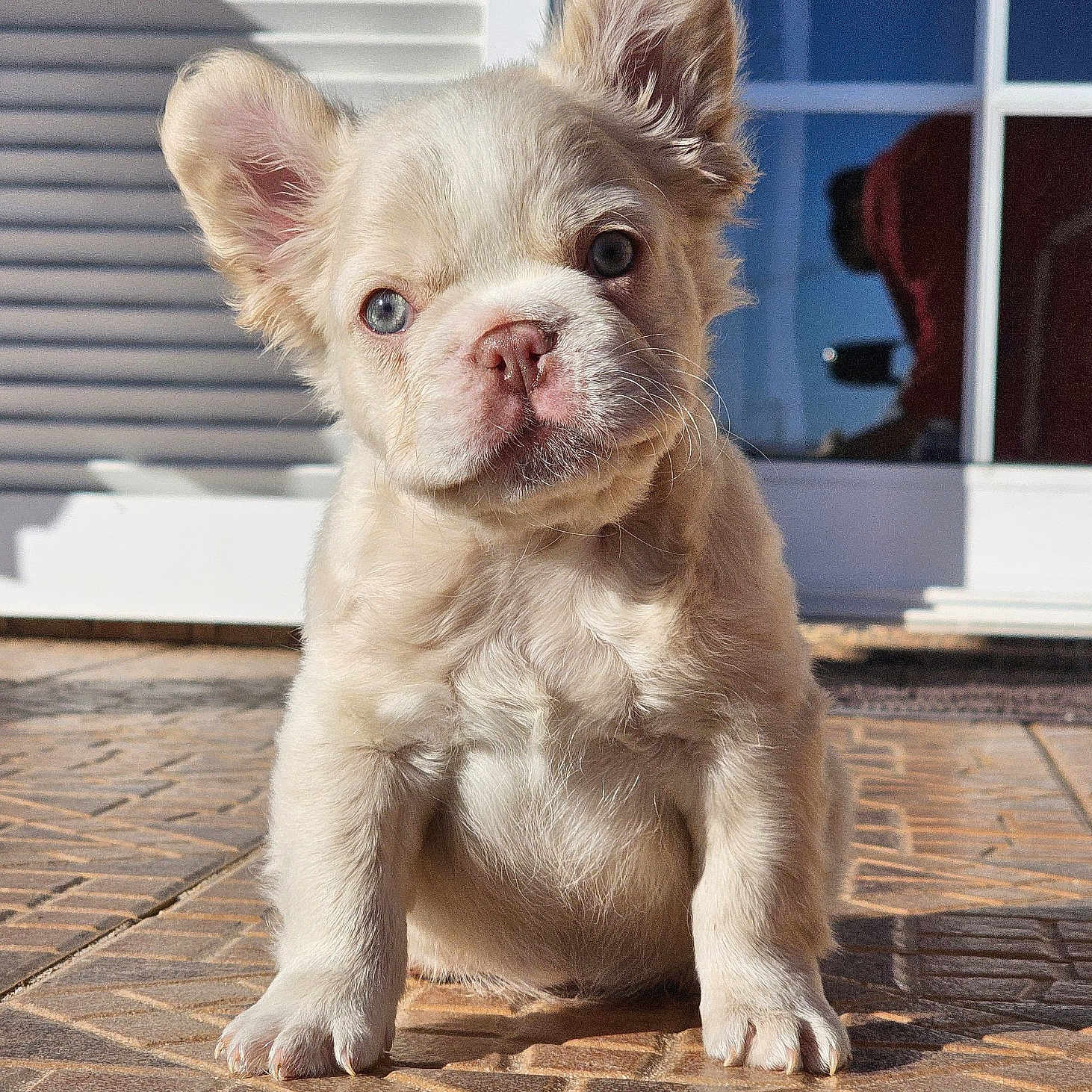 Plinio a rejoint le concours — aidez-le/la à gagner de superbes lots ! blue_eye, brown_eye, cream_colored, curious, cute, dog, door, ears, fur, head_tilt, indoor, pet, puppy, reflection, shadow, sitting, small_puppy, sunlight, tile_floor, whiskers