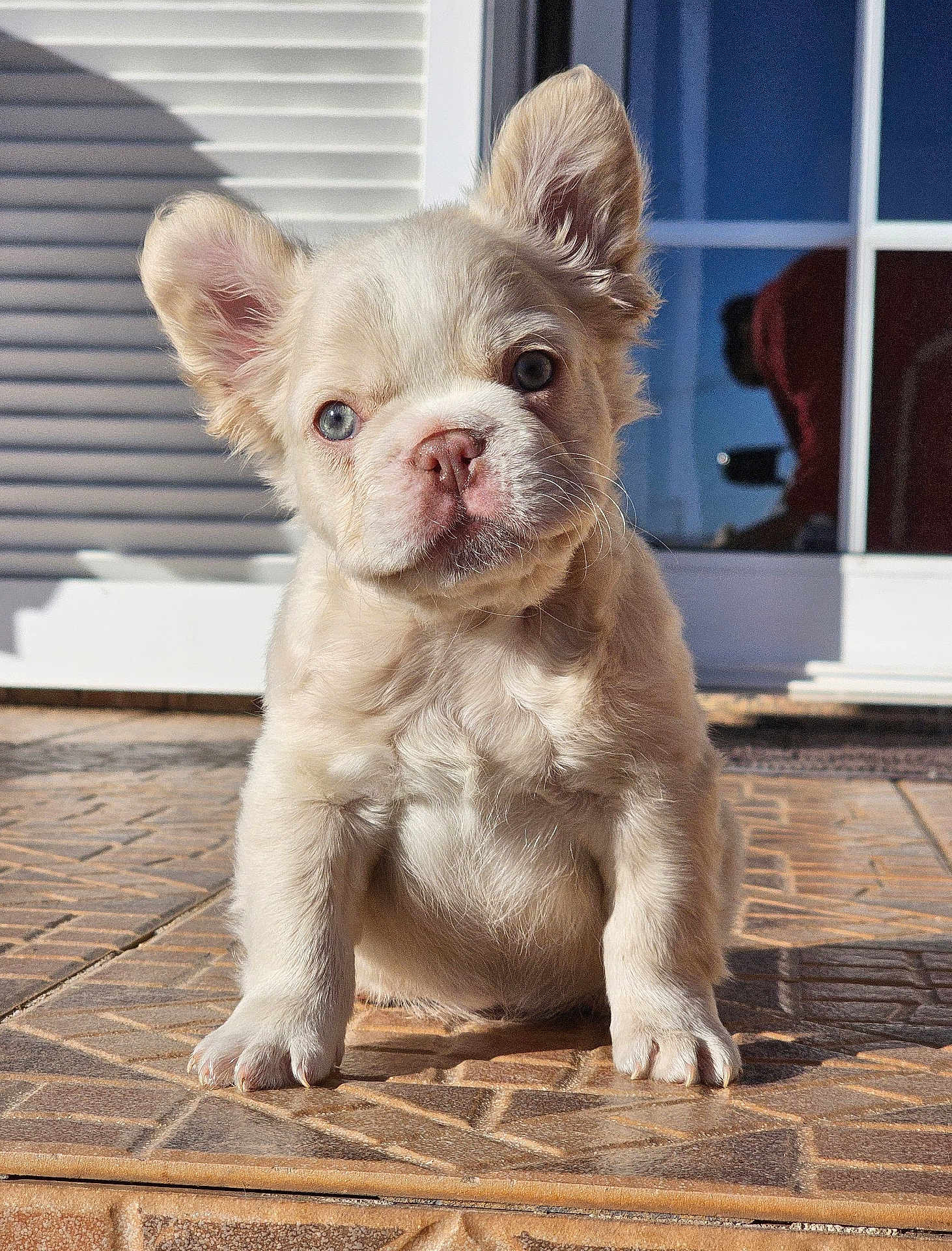 Plinio a rejoint le concours — aidez-le/la à gagner de superbes lots ! blue_eye, brown_eye, cream_colored, curious, cute, dog, door, ears, fur, head_tilt, indoor, pet, puppy, reflection, shadow, sitting, small_puppy, sunlight, tile_floor, whiskers