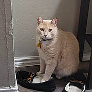 Juno joined the competition — help win amazing prizes! animal, cat, collar, cream_fur, ears, eyes, feline, floor, funny, furniture, home, indoor, loafers, pet, portrait, shoes, sitting, tag, wall, whiskers